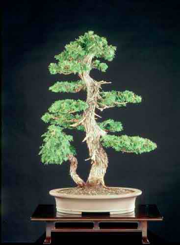 Thuja109-020s.jpg