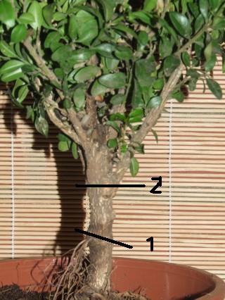 buxus_abmoosstellen.jpg