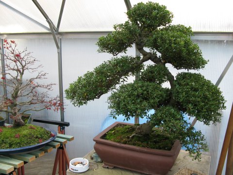 Acer links neben Ilex ohne Laub im Winterqatier