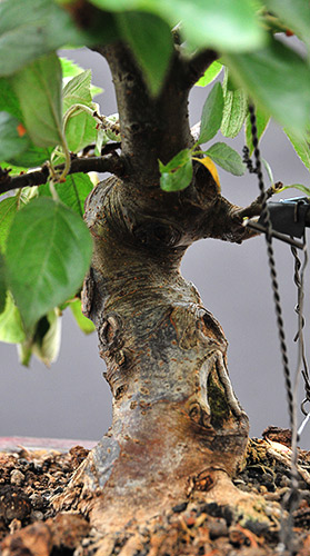 schmieda_malus_0708_8.jpg