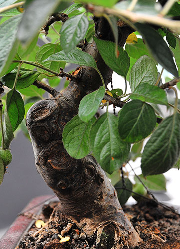 schmieda_malus_0708_7.jpg