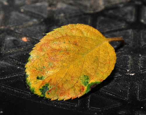 schmieda_malus_0708_5.jpg