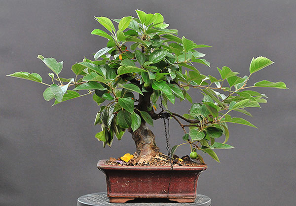 schmieda_malus_0708_1.jpg