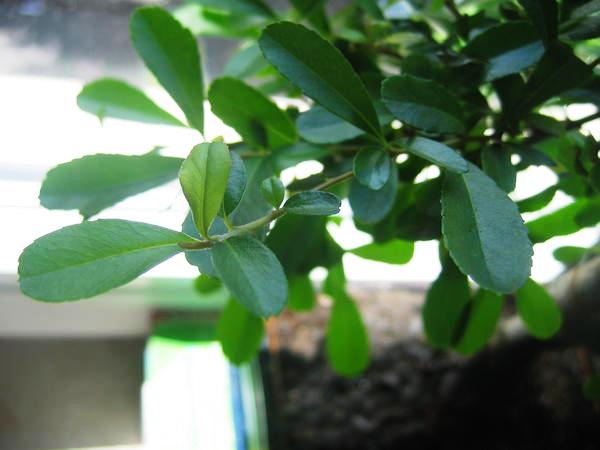 th_IMG_0041.jpg