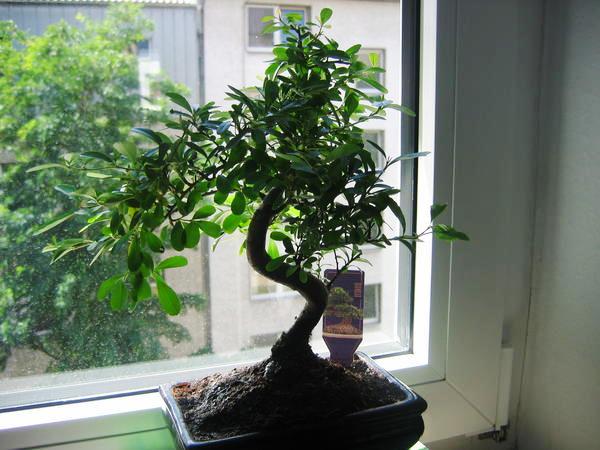 th_IMG_0040.jpg