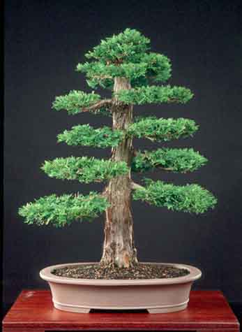 Thuja68-036(s).jpg