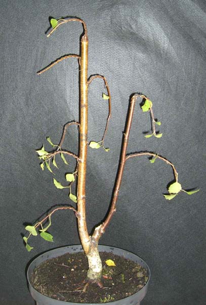 sandbirke_betula_pendula_fastigiata_20080715_1_klein.jpg