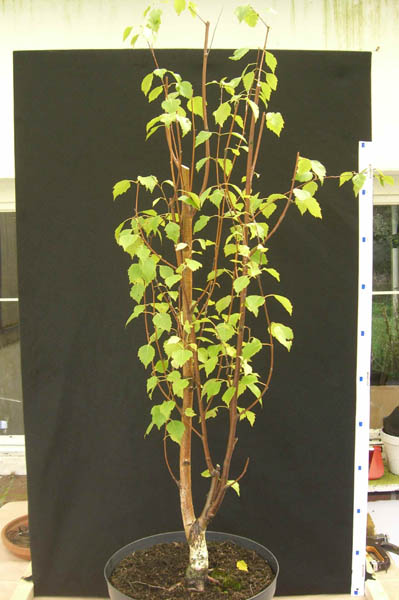 sandbirke_betula_pendula_fastigiata_20080713_1_klein.jpg