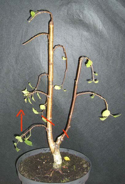 sandbirke_betula_pendula_fastigiata_20080715_1_klein2.jpg