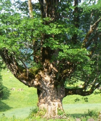 Allgäu Bergahorn 2-3 k.jpg