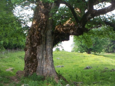 Noch ohne zu ahnen, wie dieser Baum von seiner Breitseite aus aussieht...