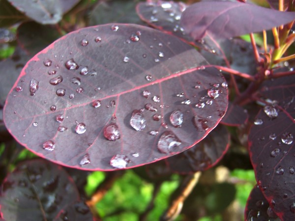 WasserperlenPerückenstUZ082.jpg