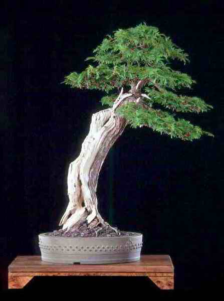 TLCedar 01-06-02.jpg