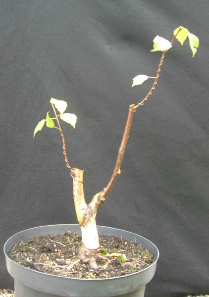 sandbirke_betula_pendula_fastigiata_20080719_klein.jpg