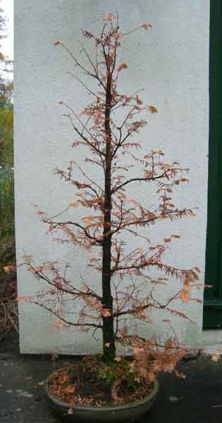 der erste herbst