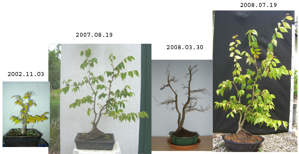 JapUlmeCollage_20080719_klein.jpg