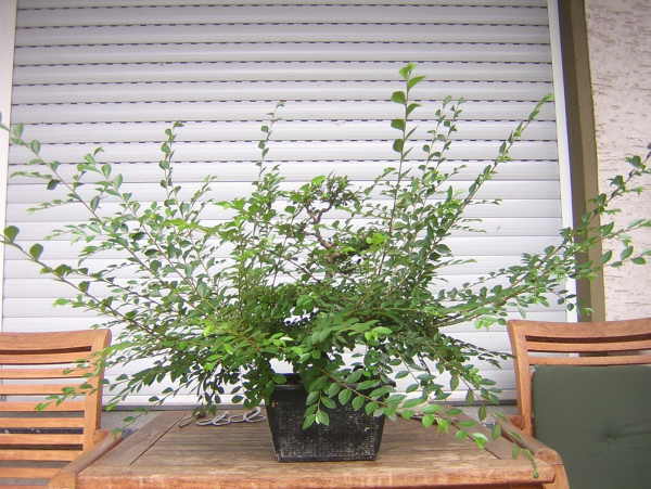 DSCN1706.JPG