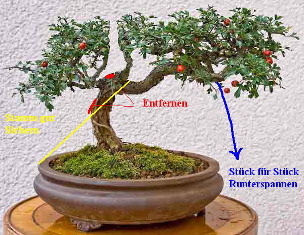 bonsai-wei_dorn-0006-edit.jpg