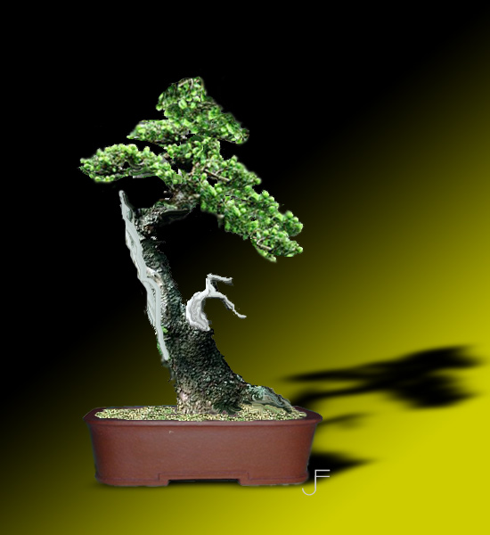 picea-w2.jpg