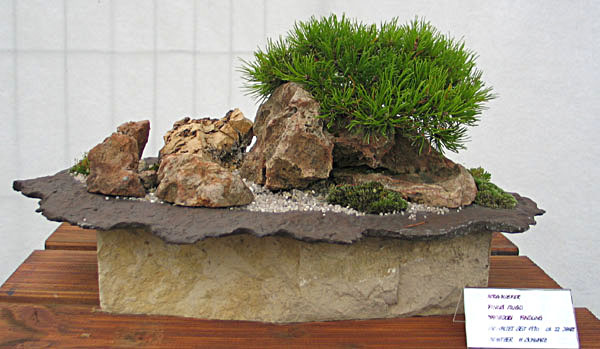 Pinus Mugo von Herrn Schwarz