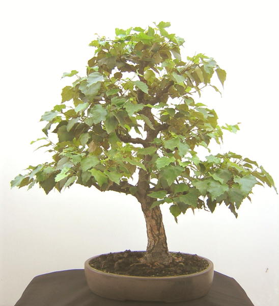 DSCN1720.JPG