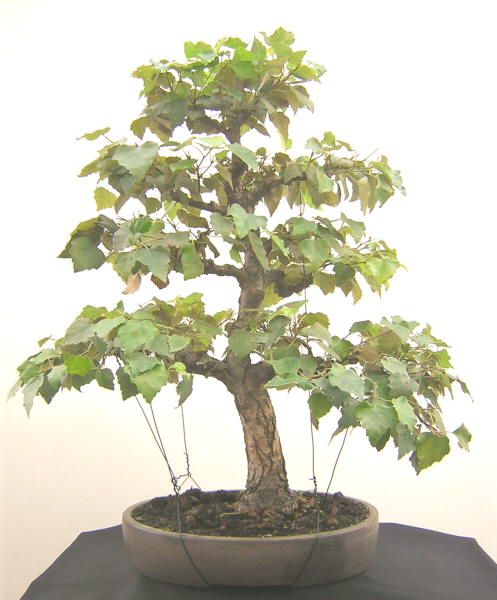 DSCN1723.JPG