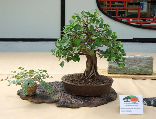 Ficus
