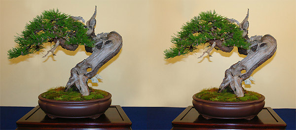 Pinus mugo Landsberg 2008 Kopie.jpg