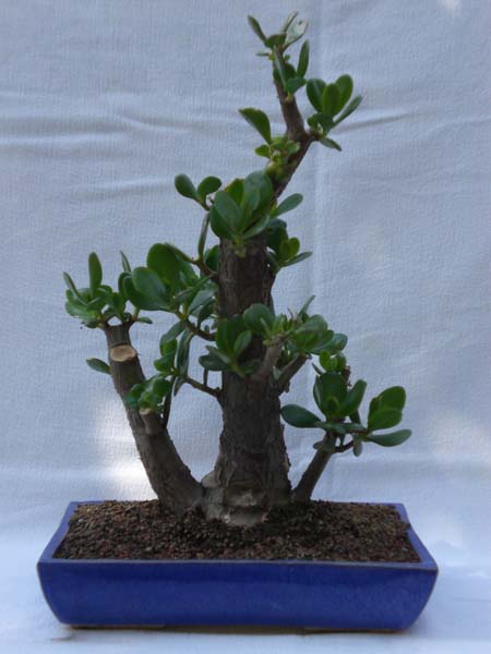 Crassula