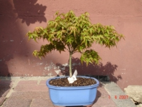 Acer Palmatum Kiyohime im April 2007.