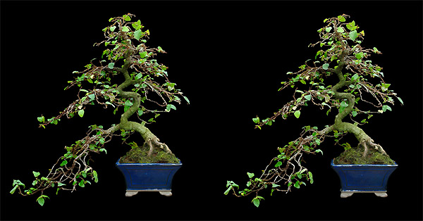 Pumilus gerupft 3D 600 70 2565 2008.JPG