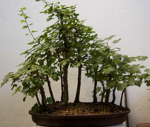Acer campestre.jpg