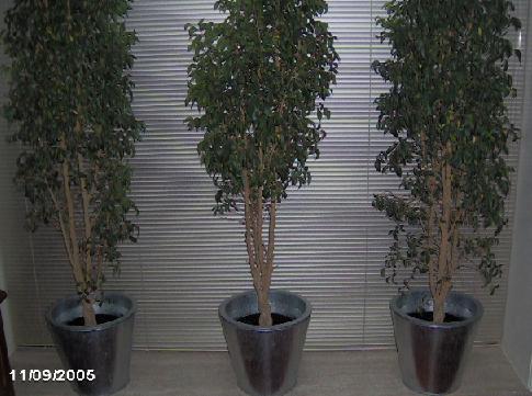 Ficussen001  17-11-2005.JPG
