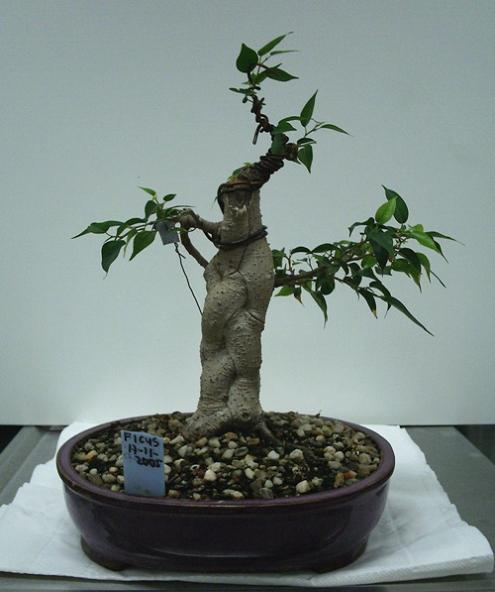 ficus benjamini206  17-10-2007.JPG