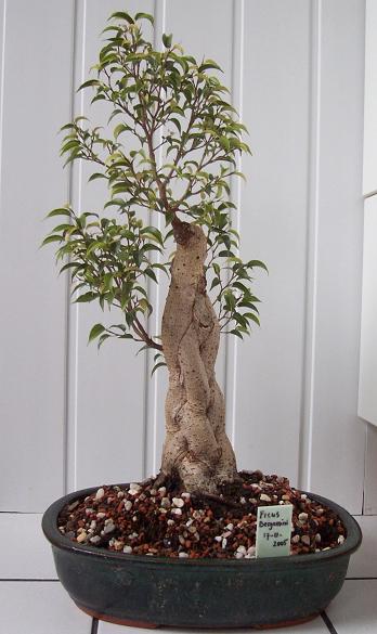 ficus benjamini401  28-8-2006.JPG