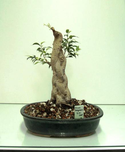 ficus benjamini402  25-1-2007.JPG