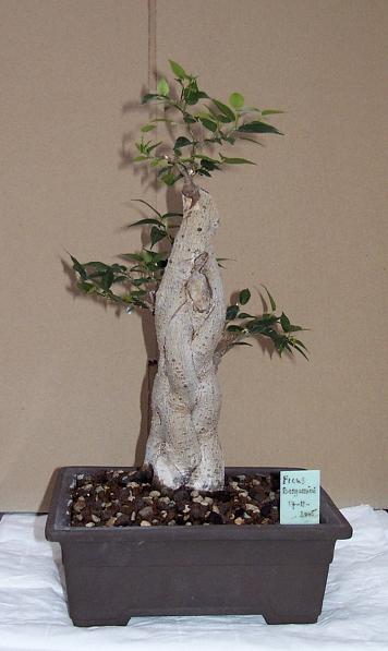 ficus benjamini403  28-11-2007.JPG