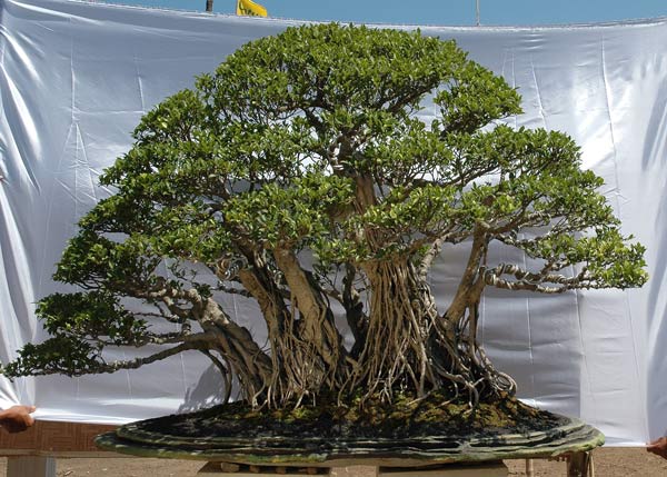 #08 Ficus benjamina.jpg