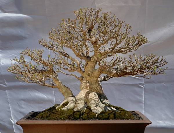 #18 Ficus microcarpa.jpg