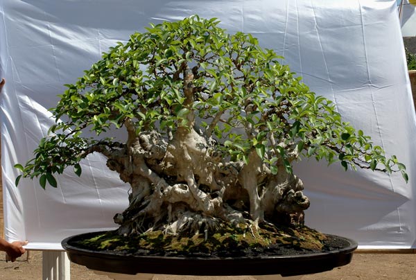 #16 Ficus retusa.jpg