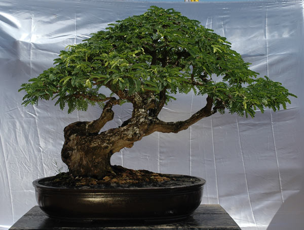 #15 Tamarindus indica.jpg