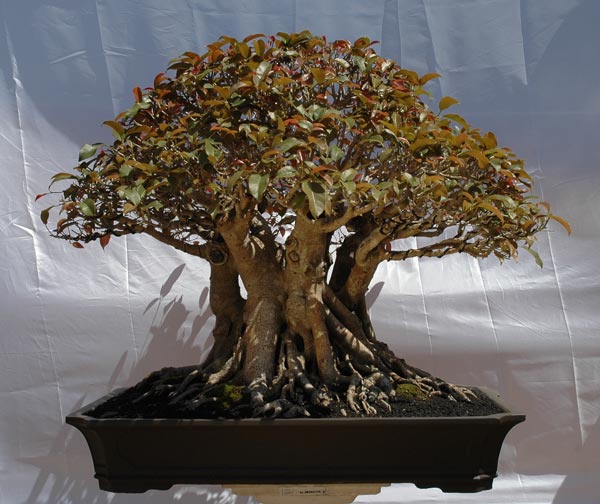 #13 Ficus glauca.jpg