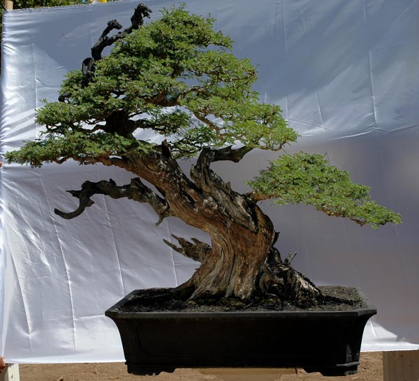 #12 Acacia SP.jpg