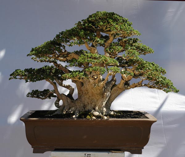 #30 Premna mycrophylla.jpg