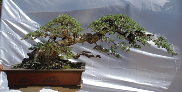 #27 Pemphis acidula.jpg
