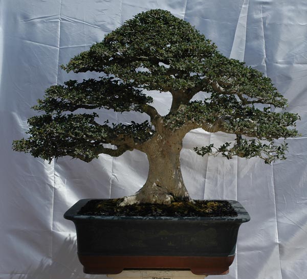 #26 Ulmus parfiflora.jpg
