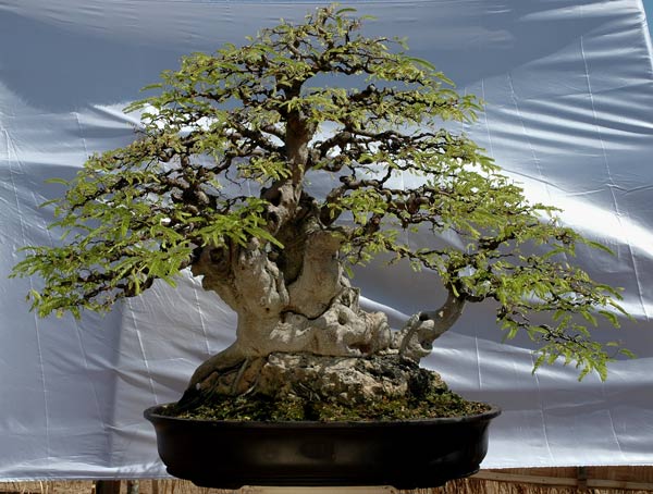 #25 Tamarindus indica.jpg