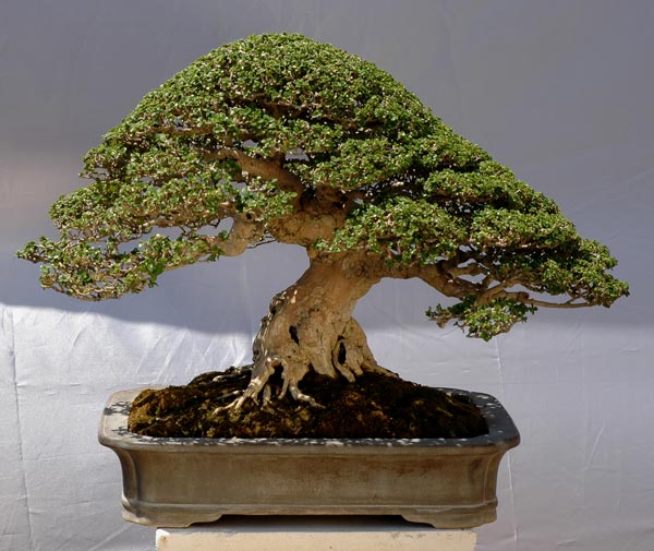 #24 Premna microphylla.jpg