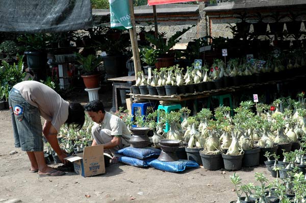 #35 Bonsai shops 2.jpg
