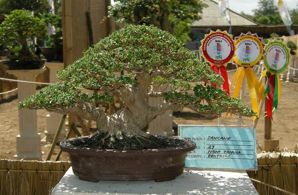 DSCN3038.jpg
